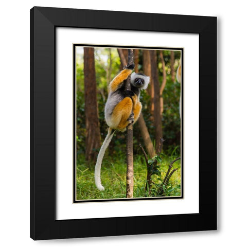 Madagascar-Andasibe-Vakona Lodge-Lemur Island Diademed sifaka in a tree Black Modern Wood Framed Art Print with Double Matting by Hogstrom, Inger