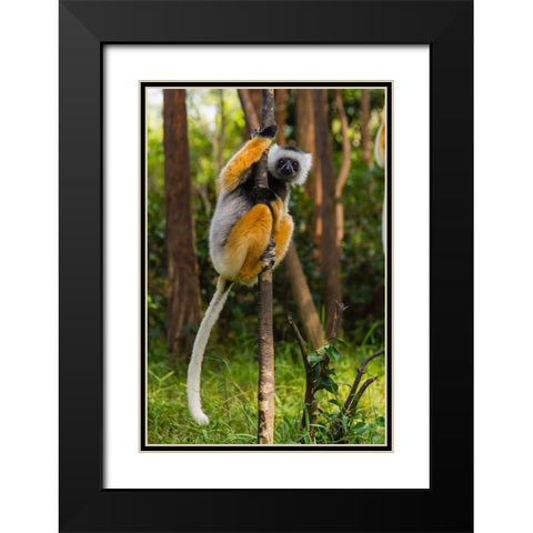 Madagascar-Andasibe-Vakona Lodge-Lemur Island Diademed sifaka in a tree Black Modern Wood Framed Art Print with Double Matting by Hogstrom, Inger