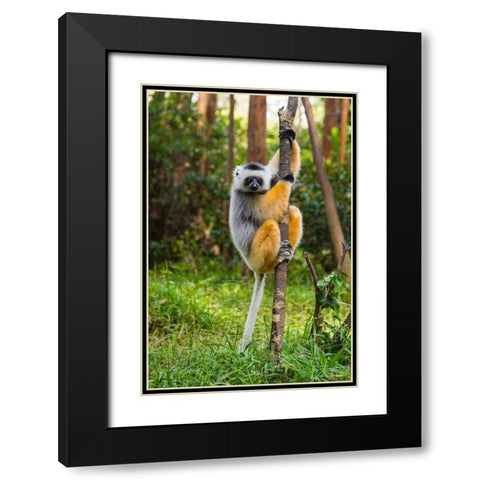 Madagascar-Andasibe-Vakona Lodge-Lemur Island Diademed sifaka in a tree Black Modern Wood Framed Art Print with Double Matting by Hogstrom, Inger