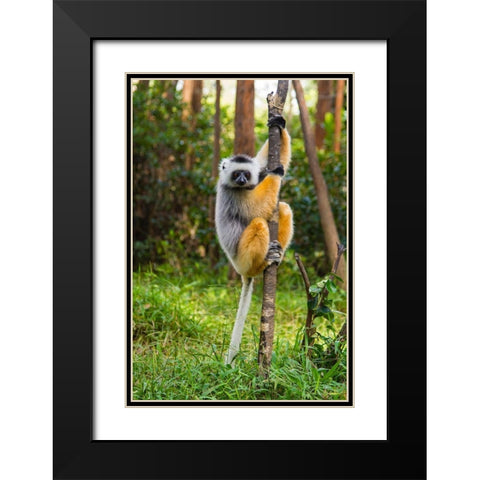 Madagascar-Andasibe-Vakona Lodge-Lemur Island Diademed sifaka in a tree Black Modern Wood Framed Art Print with Double Matting by Hogstrom, Inger