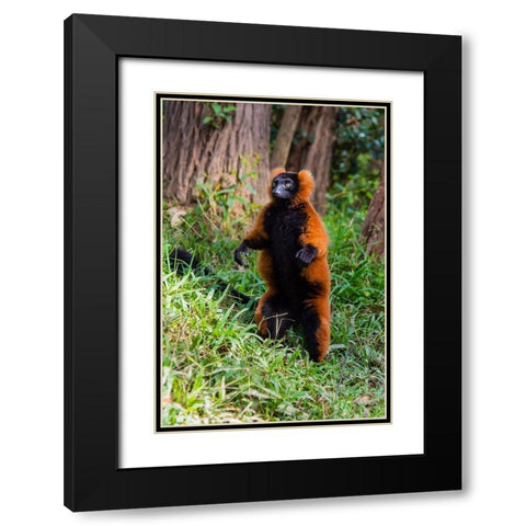 Madagascar-Andasibe-Vakona Lodge-Lemur Island Red ruffed lemur (Varecia rubra) standing Black Modern Wood Framed Art Print with Double Matting by Hogstrom, Inger