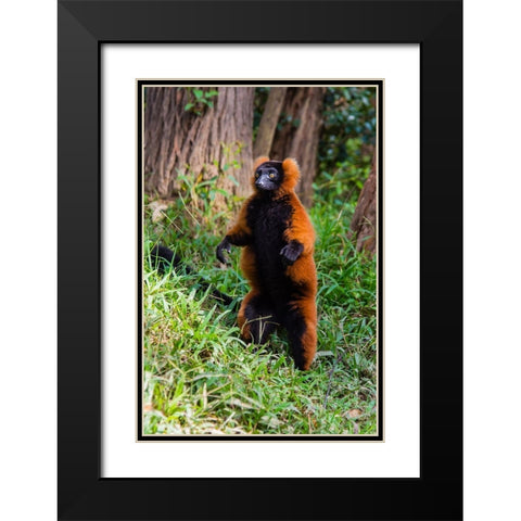 Madagascar-Andasibe-Vakona Lodge-Lemur Island Red ruffed lemur (Varecia rubra) standing Black Modern Wood Framed Art Print with Double Matting by Hogstrom, Inger