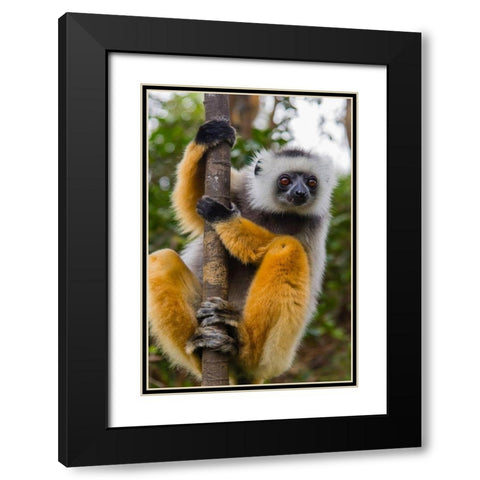Madagascar-Andasibe-Vakona Lodge-Lemur Island Diademed sifaka curiously looking at something Black Modern Wood Framed Art Print with Double Matting by Hogstrom, Inger