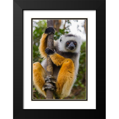Madagascar-Andasibe-Vakona Lodge-Lemur Island Diademed sifaka curiously looking at something Black Modern Wood Framed Art Print with Double Matting by Hogstrom, Inger