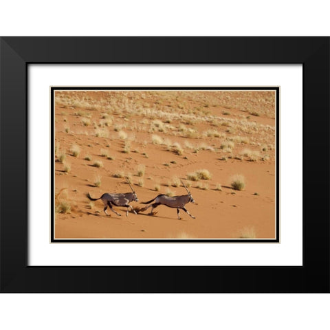 Oryx pair running, Dead Vlei, Sossusvlei, Namibia Black Modern Wood Framed Art Print with Double Matting by Kaveney, Wendy
