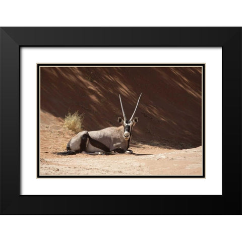 Resting Oryx, Namib-Naukluft, Sossusvlei, Namibia Black Modern Wood Framed Art Print with Double Matting by Kaveney, Wendy