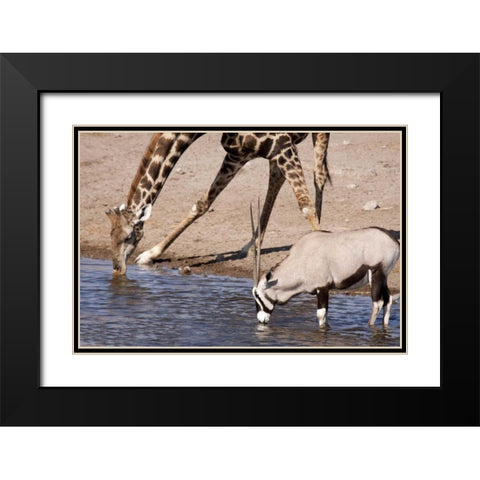 Giraffe and Oryx at water, Etosha NP, Namibia Black Modern Wood Framed Art Print with Double Matting by Kaveney, Wendy
