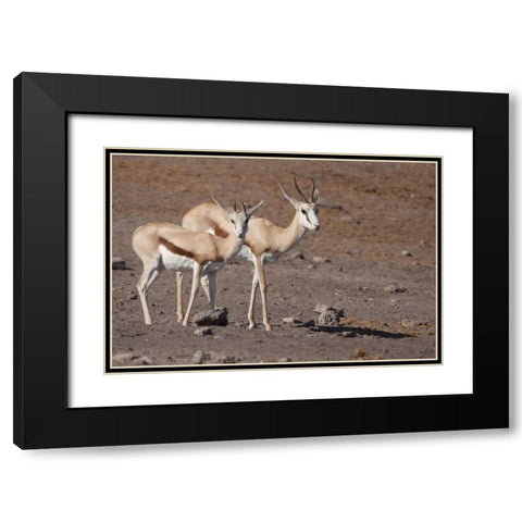 Pair of springboks, Etosha NP, Namibia Black Modern Wood Framed Art Print with Double Matting by Kaveney, Wendy