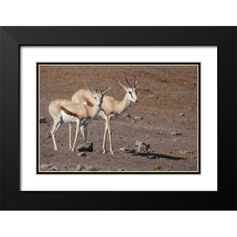 Pair of springboks, Etosha NP, Namibia Black Modern Wood Framed Art Print with Double Matting by Kaveney, Wendy