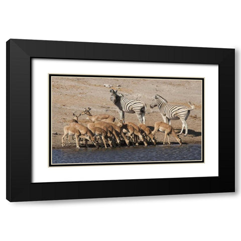 Zebras and black-faced impala, Etosha NP, Namibia Black Modern Wood Framed Art Print with Double Matting by Kaveney, Wendy