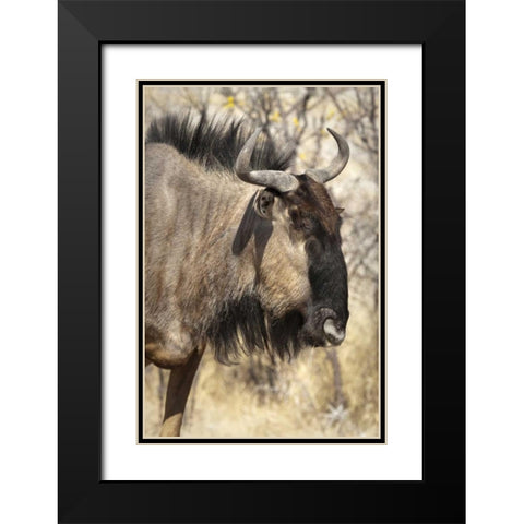 Side Wildebeest face, Etosha NP, Namibia Black Modern Wood Framed Art Print with Double Matting by Kaveney, Wendy