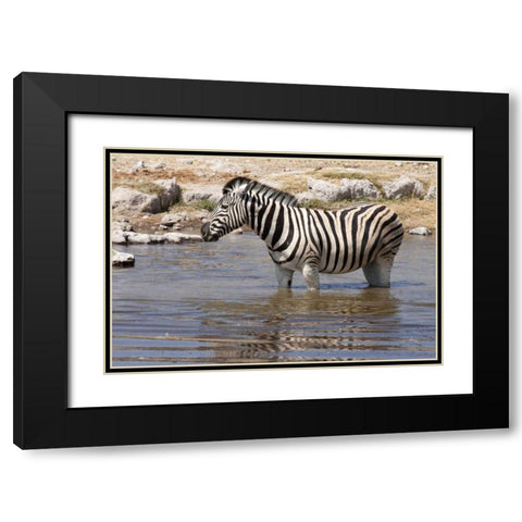 Zebra standing in waterhole, Etosha NP, Namibia Black Modern Wood Framed Art Print with Double Matting by Kaveney, Wendy