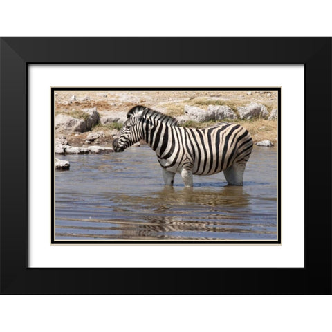 Zebra standing in waterhole, Etosha NP, Namibia Black Modern Wood Framed Art Print with Double Matting by Kaveney, Wendy