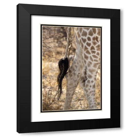 Giraffes tail and hind legs, Etosha NP, Namibia Black Modern Wood Framed Art Print with Double Matting by Kaveney, Wendy