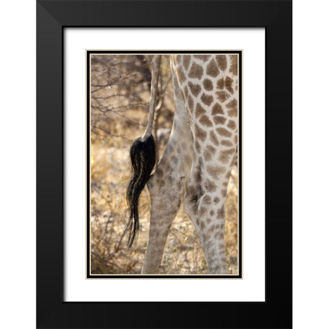 Giraffes tail and hind legs, Etosha NP, Namibia Black Modern Wood Framed Art Print with Double Matting by Kaveney, Wendy