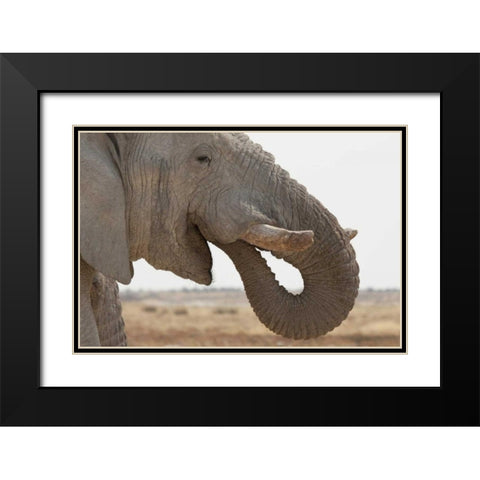 Portrait of African elephant, Etosha NP, Namibia Black Modern Wood Framed Art Print with Double Matting by Kaveney, Wendy