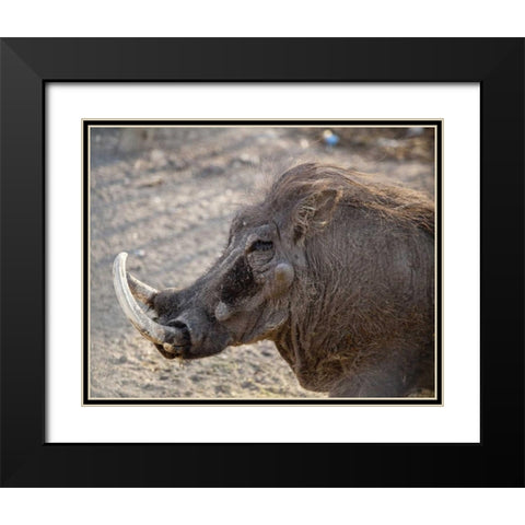 Portrait of old warthog, Etosha NP, Namibia Black Modern Wood Framed Art Print with Double Matting by Kaveney, Wendy