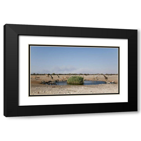 Animals gather at waterhole, Etosha NP, Namibia Black Modern Wood Framed Art Print with Double Matting by Kaveney, Wendy