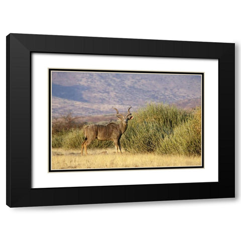 Greater kudu male, Palmwag Conservancy, Namibia Black Modern Wood Framed Art Print with Double Matting by Kaveney, Wendy