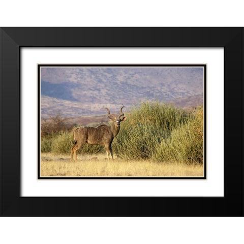 Greater kudu male, Palmwag Conservancy, Namibia Black Modern Wood Framed Art Print with Double Matting by Kaveney, Wendy