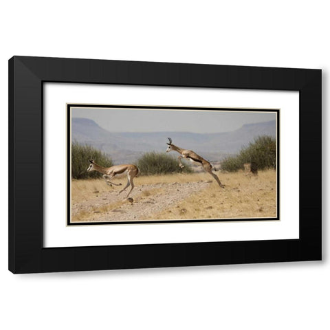 Running springboks in mid-jump, Palmwag, Namibia Black Modern Wood Framed Art Print with Double Matting by Young, Bill