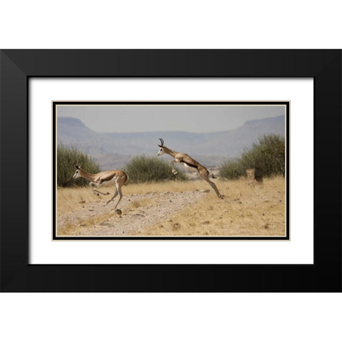 Running springboks in mid-jump, Palmwag, Namibia Black Modern Wood Framed Art Print with Double Matting by Young, Bill