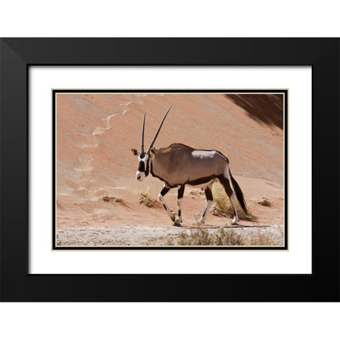 Male Oryx, Namib Naukluft, Namib Desert, Namibia Black Modern Wood Framed Art Print with Double Matting by Young, Bill
