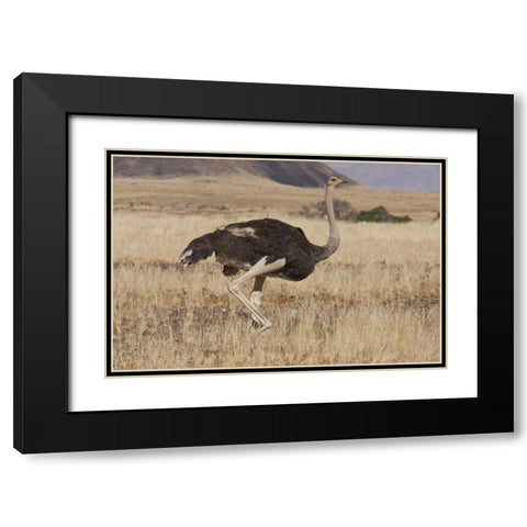 Ostrich, Namib Naukluft NP, Namib Desert, Namibia Black Modern Wood Framed Art Print with Double Matting by Young, Bill