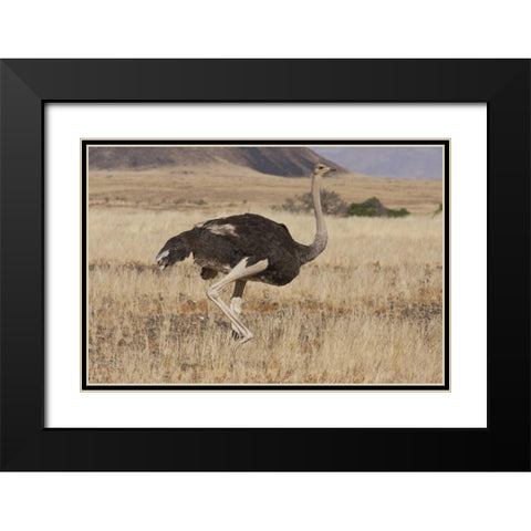 Ostrich, Namib Naukluft NP, Namib Desert, Namibia Black Modern Wood Framed Art Print with Double Matting by Young, Bill