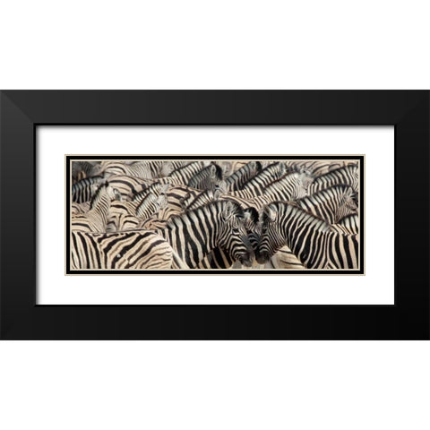 Namibia, Etosha NP A herd of zebras Black Modern Wood Framed Art Print with Double Matting by Kaveney, Wendy