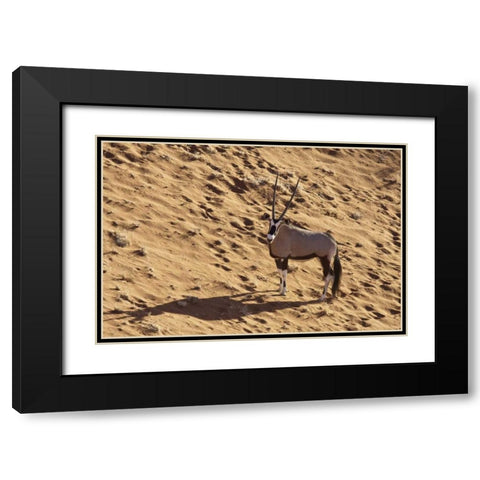 Namibia, Namib-Naukluft , Sossusvlei Lone oryx Black Modern Wood Framed Art Print with Double Matting by Kaveney, Wendy