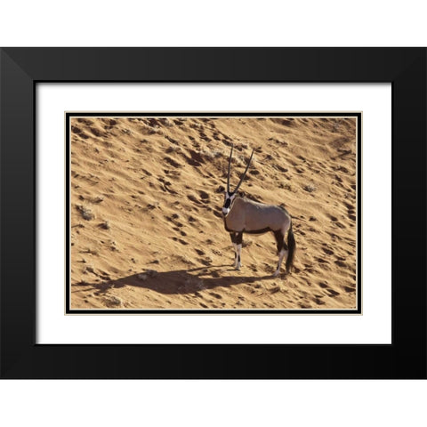 Namibia, Namib-Naukluft , Sossusvlei Lone oryx Black Modern Wood Framed Art Print with Double Matting by Kaveney, Wendy