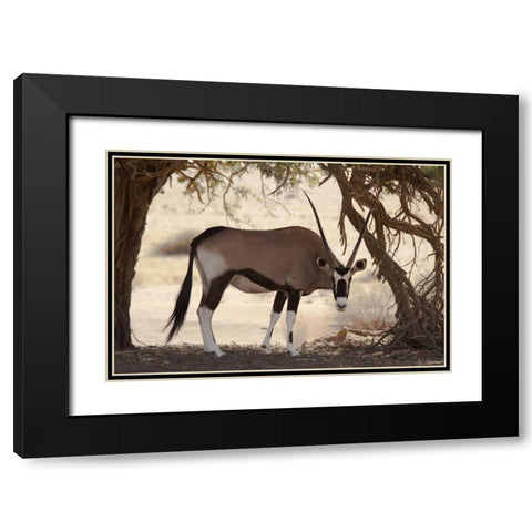 Namibia, Namib-Naukluft, Sossusvlei Oryx grazing Black Modern Wood Framed Art Print with Double Matting by Kaveney, Wendy