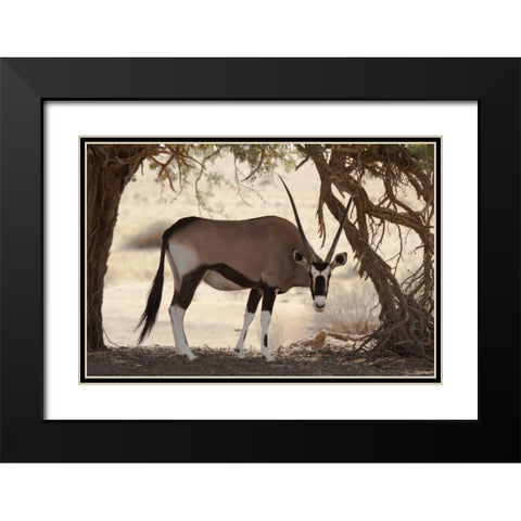 Namibia, Namib-Naukluft, Sossusvlei Oryx grazing Black Modern Wood Framed Art Print with Double Matting by Kaveney, Wendy