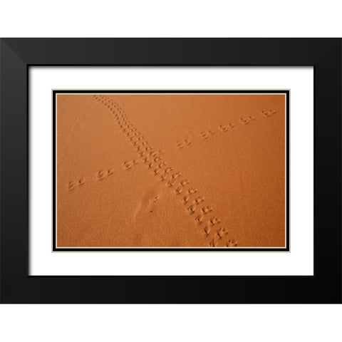 Namibia, Sossusvlei Animal tracks on a sand dune Black Modern Wood Framed Art Print with Double Matting by Kaveney, Wendy