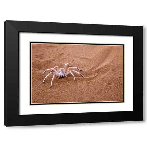 Namibia, Sossusvlei Dancing white lady spider Black Modern Wood Framed Art Print with Double Matting by Kaveney, Wendy