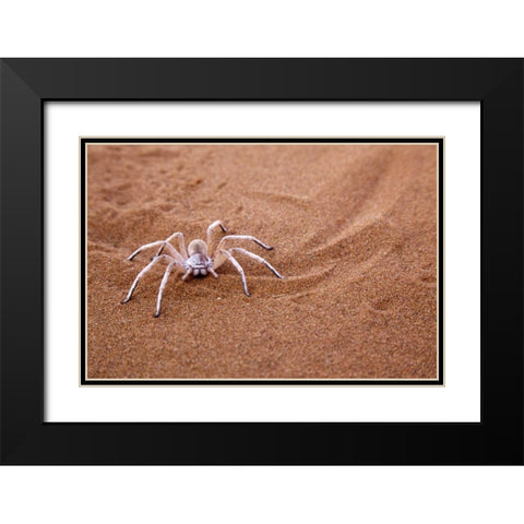 Namibia, Sossusvlei Dancing white lady spider Black Modern Wood Framed Art Print with Double Matting by Kaveney, Wendy