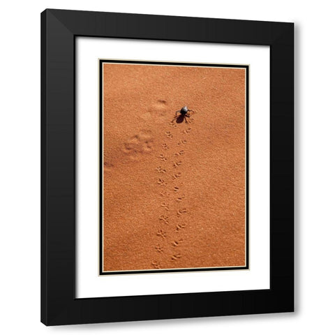 Namibia, Sossusvlei A beetle makes tracks Black Modern Wood Framed Art Print with Double Matting by Kaveney, Wendy