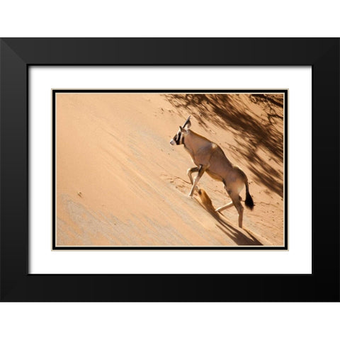 Namibia, Sossusvlei Oryx climbing a sand dune Black Modern Wood Framed Art Print with Double Matting by Kaveney, Wendy