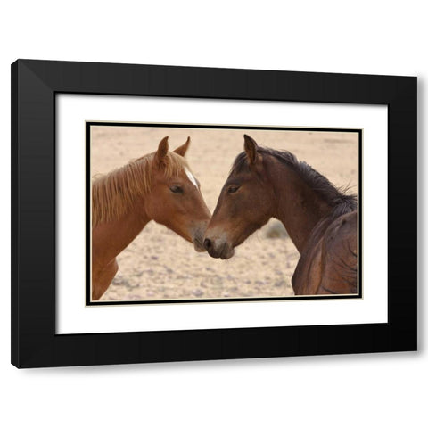 Namibia, Garub Feral horse herd touch noses Black Modern Wood Framed Art Print with Double Matting by Young, Bill