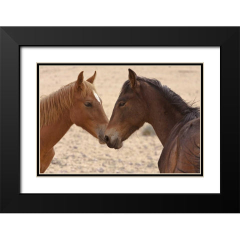 Namibia, Garub Feral horse herd touch noses Black Modern Wood Framed Art Print with Double Matting by Young, Bill