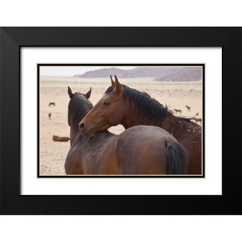 Namibia, Garub Two feral horses interact Black Modern Wood Framed Art Print with Double Matting by Young, Bill