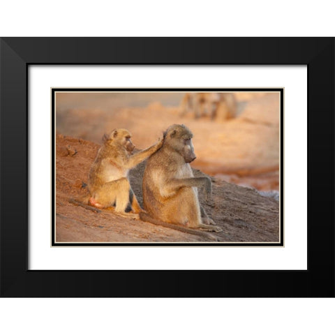Botswana Two grooming baboons Black Modern Wood Framed Art Print with Double Matting by Kaveney, Wendy