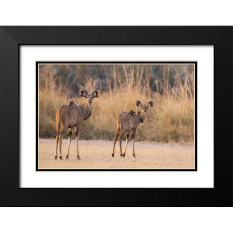 Namibia, Caprivi Strip A pair of kudu Black Modern Wood Framed Art Print with Double Matting by Kaveney, Wendy