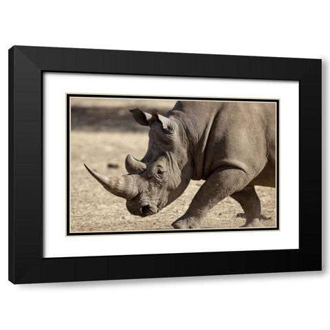 Namibia, Windhoek White rhinoceros Black Modern Wood Framed Art Print with Double Matting by Kaveney, Wendy