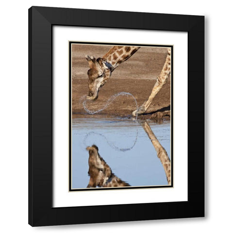 Namibia, Etosha NP Giraffe drinking Black Modern Wood Framed Art Print with Double Matting by Kaveney, Wendy