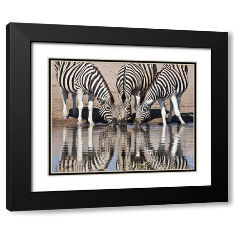 Namibia, Etosha NP Zebras reflected in water Black Modern Wood Framed Art Print with Double Matting by Kaveney, Wendy