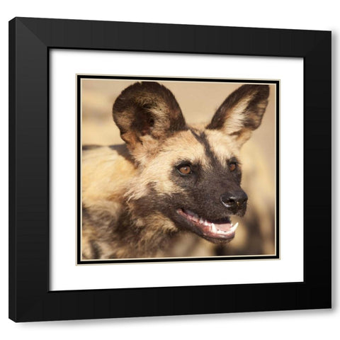 Namibia, Harnas African wild dog Black Modern Wood Framed Art Print with Double Matting by Kaveney, Wendy