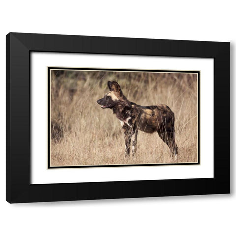 Namibia, Harnas Side An African wild dog Black Modern Wood Framed Art Print with Double Matting by Kaveney, Wendy