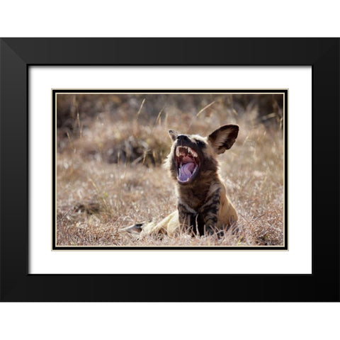 Namibia A yawning African wild dog Black Modern Wood Framed Art Print with Double Matting by Kaveney, Wendy